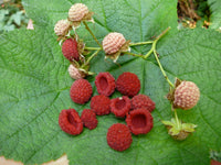 Thimbleberry Fruit Planting Seeds - Grow Delicious Thimbleberries in Your Garden!