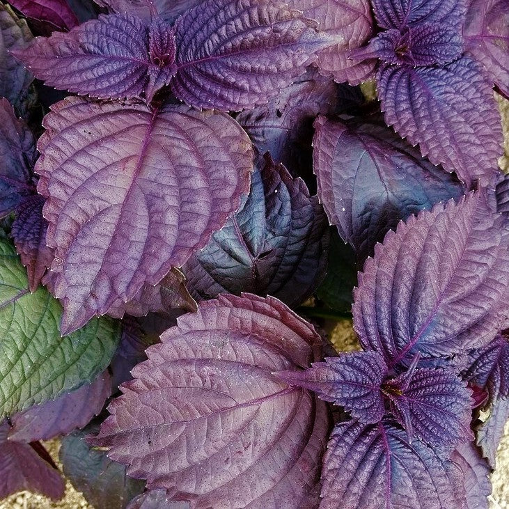 Purple Perilla Leaf Flower seeds for Planting - Long Bloom Season, Heirloom & GMO Free Seeds for Home Garden
