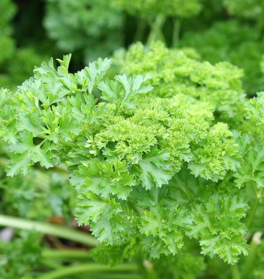 Green Parsley Seeds - Petroselinum Crispum for Planting