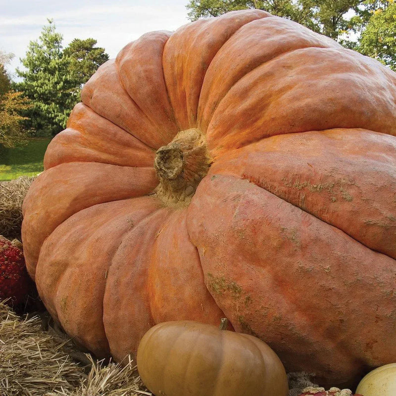 Brown Giant Gourd Vegetable Seeds for Planting