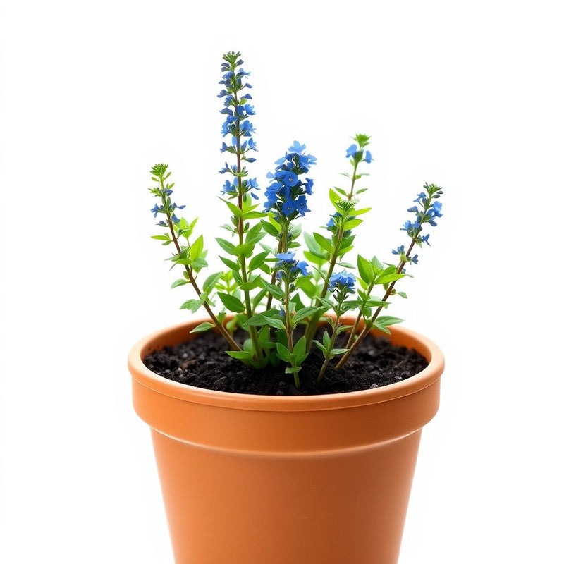 Blue Vervain Seeds Planting Guide