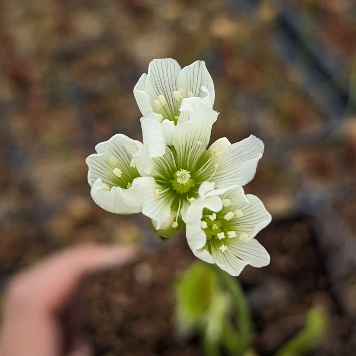 Green Venus Fly Trap Flower seeds for Planting - Low Maintenance, Heirloom & GMO Free Seeds for Home Garden