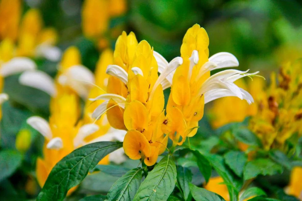 Non GMO Yellow Pachystachys seeds
