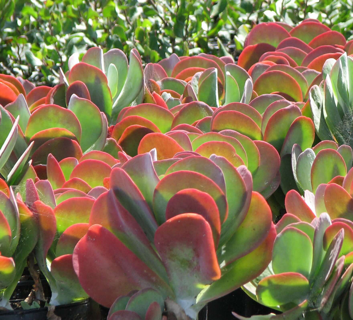 Green Kalanchoe Thyrsiflora Flower seeds for Planting - Sun Loving, Heirloom & GMO Free Seeds for Home Garden