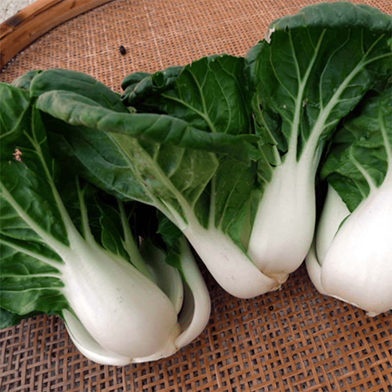 Blizzard Green White Choi Vegetable Seeds for Planting