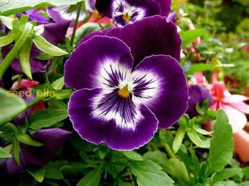 Blue and yellow pansy seeds for planting