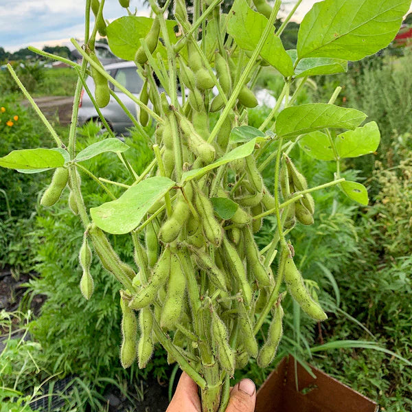 Edamame Vegetable Seeds - Easy Planting for Home Gardens