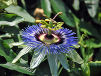 Stunning Blue Flower Seeds For Planting