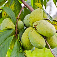 Pawpaw Fruit Seeds for Planting  Grow Exotic Tropical Fruit at Home