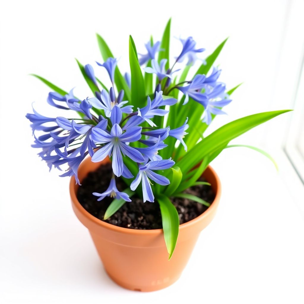 Agapanthus Flower seeds for Planting - Pollinator Friendly, Heirloom & GMO Free Seeds for Home Garden