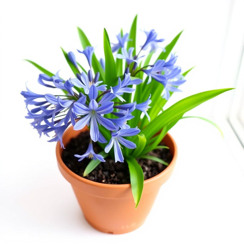 Agapanthus Flower seeds for Planting - Pollinator Friendly, Heirloom & GMO Free Seeds for Home Garden