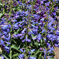 Blue Penstemon Barbatus flowering seeds for gardens