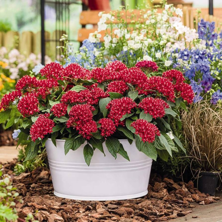 Ornamental Red Pentas seeds for landscapes