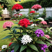 Mixed star Pentas seeds for planting