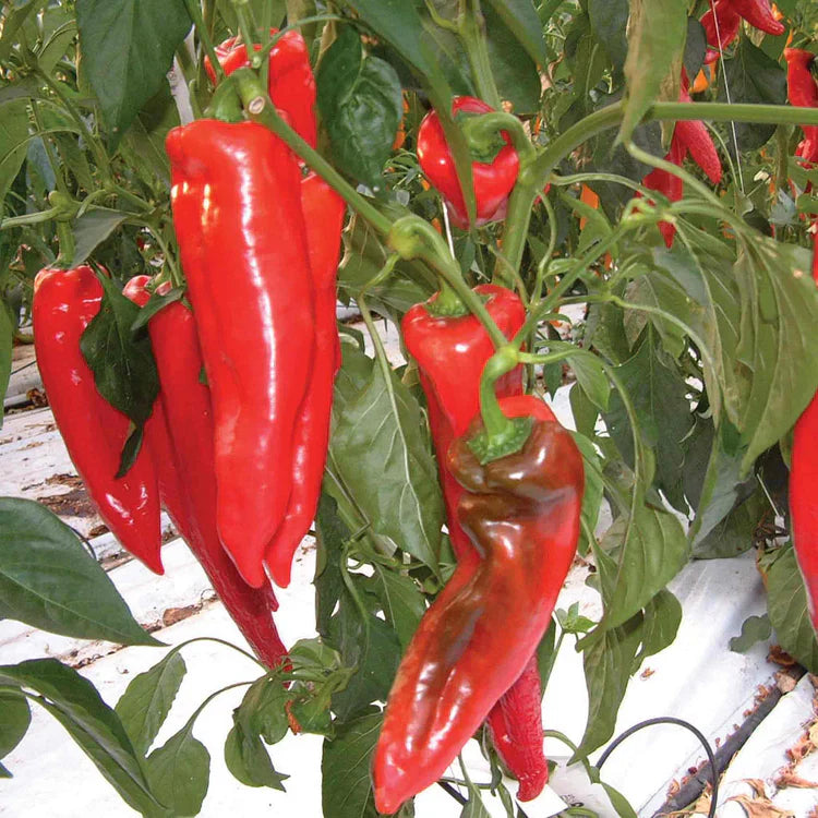 Kalocsa Red Vegetable Seeds for Planting