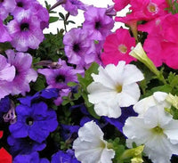 Non GMO mixed Petunia Mirage seeds