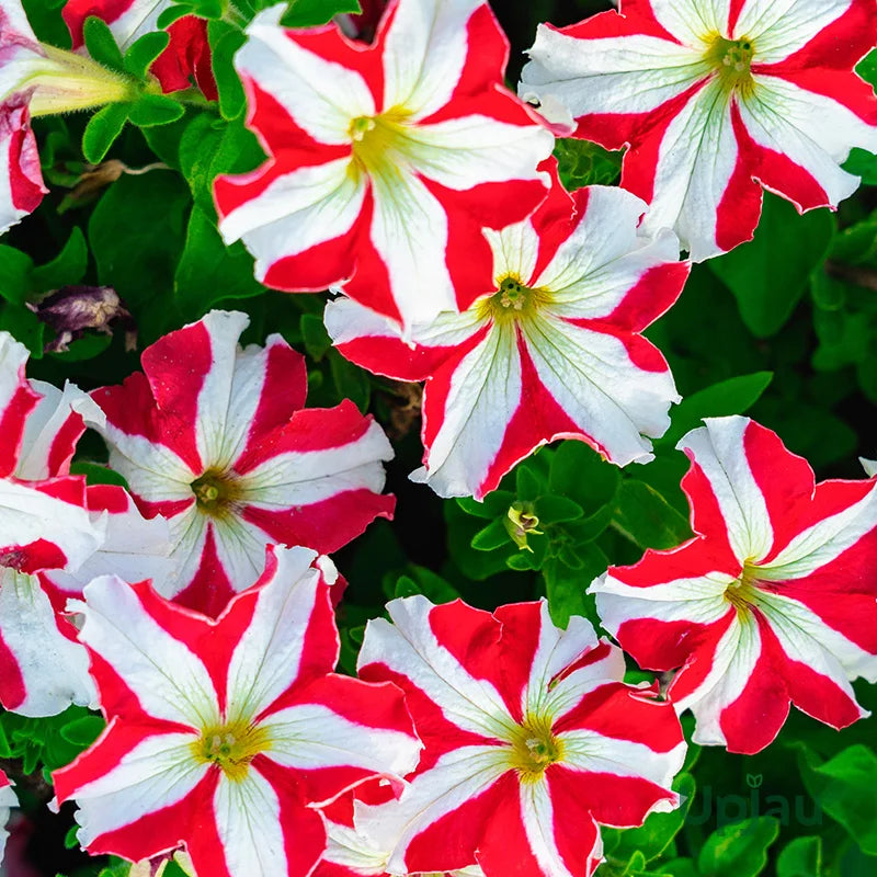Ornamental Red White Petunia seeds for landscapes