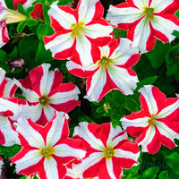 Ornamental Red White Petunia seeds for landscapes