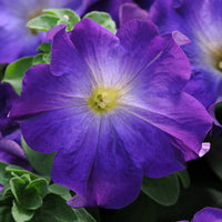 Blue Petunia seeds for planting