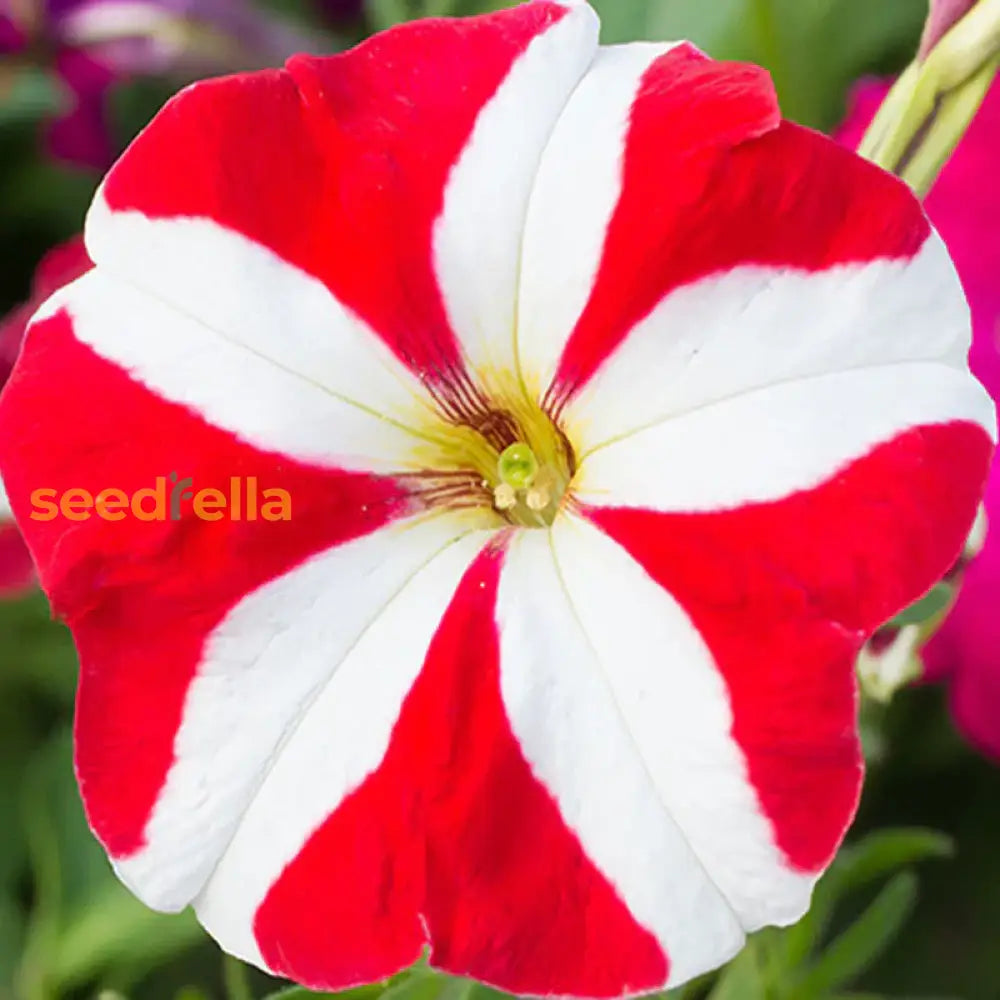 Red White Petunia seeds for planting