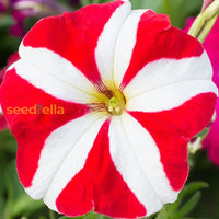 Red White Petunia seeds for planting