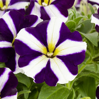 Violet white petunia flowering seeds for gardens