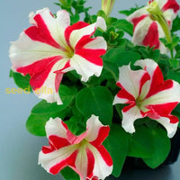 White and red petunia flowering seeds for gardens
