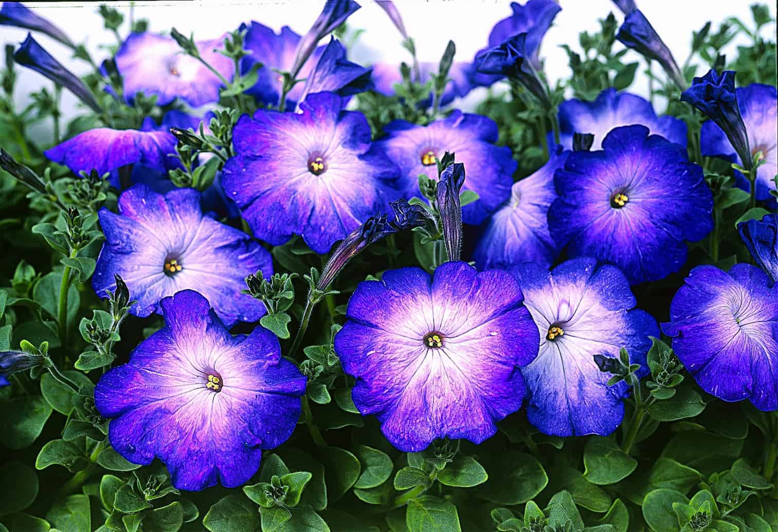 Blue Petunia Flower Seeds  Perfect for Planting