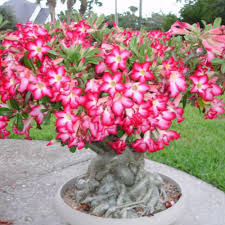 Bonsai-style Pink Adenium Obesum plant
