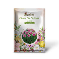 Soft pink Daffodil flowers in bloom