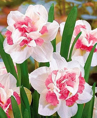 Pink Daffodils blooming in spring garden