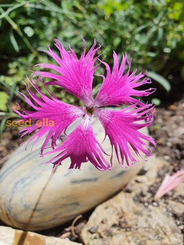 Pink Dianthus Superbus planting seeds