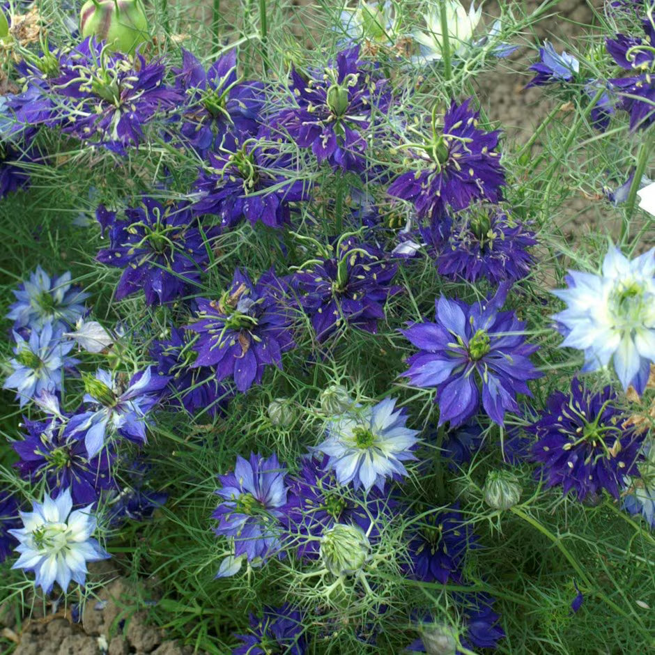 Ornamental Pink Nigella seeds for gardens