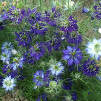 Ornamental Pink Nigella seeds for gardens