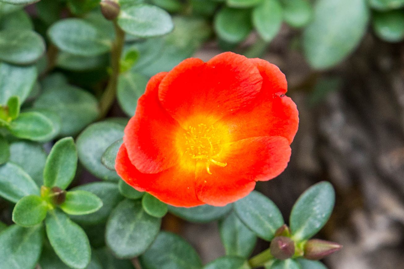 Pink Portulaca Rose used as garden ground cover