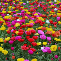 Non-GMO Pink Portulaca seeds