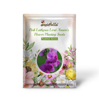 Pink Sweet Pea flowers blooming in garden