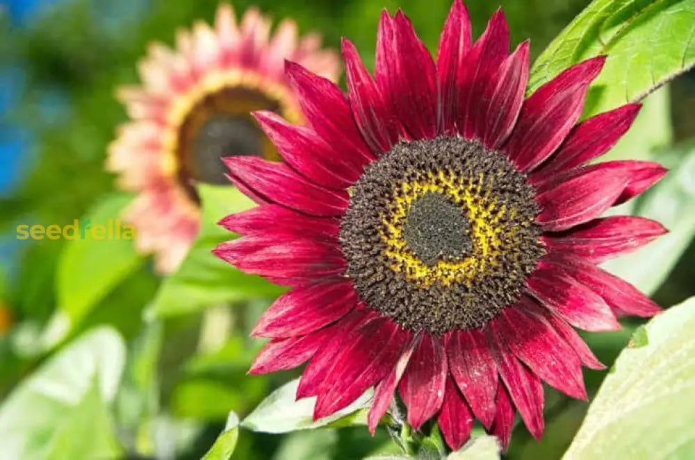 Non GMO Pink Sunflower seeds