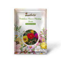 Portulaca flowers blooming in garden