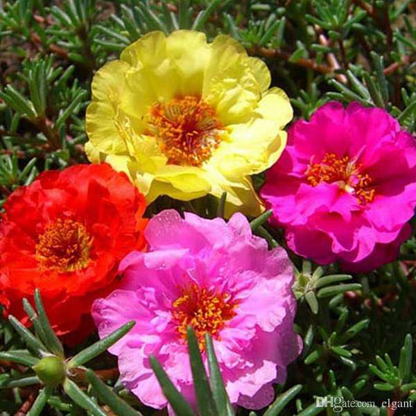 Non GMO Portulaca flower seeds