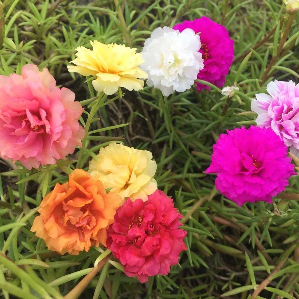 Ornamental Portulaca flowering plant