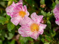Pink Portulaca Sundial flowering seeds for gardens