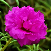 Purple Portulaca flowering seeds for gardens