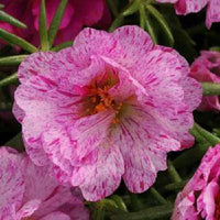 Pink Portulaca Sundial seeds for planting