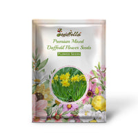 Premium Mixed Daffodil flowers blooming in garden