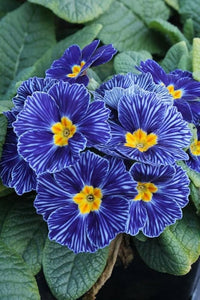 Ornamental Blue Zebra Primula seeds for landscapes