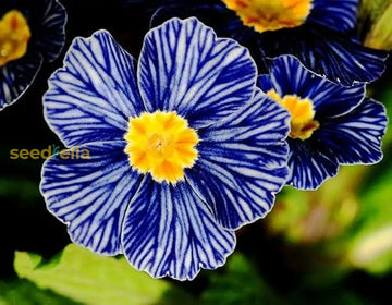 Blue Zebra Primula seeds for planting