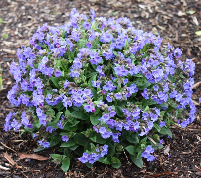 Non GMO blue Pulmonaria seeds