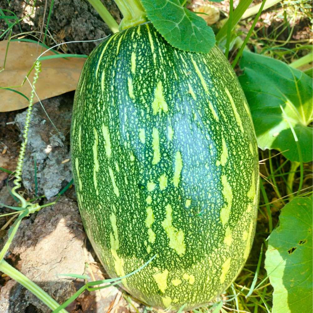 Black Pumpkin Vegetable Seeds | Planting Guide for Healthy Growth