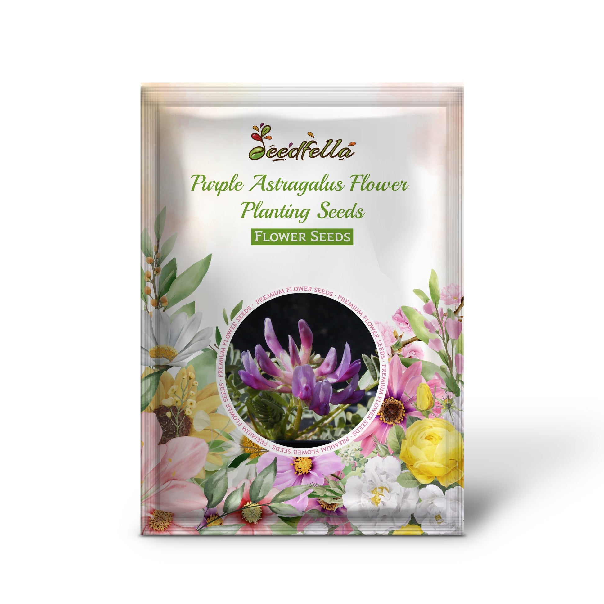 Purple Astragalus flowers blooming in garden